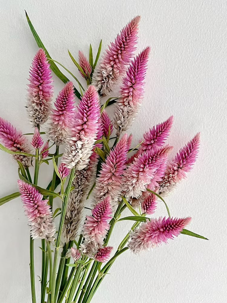 Rot Lila Pteris Blumensamen zur Aussaat – Landhaus Garten wichtig – Traditionssorte & ohne Gentechnik Samen Hausgarten