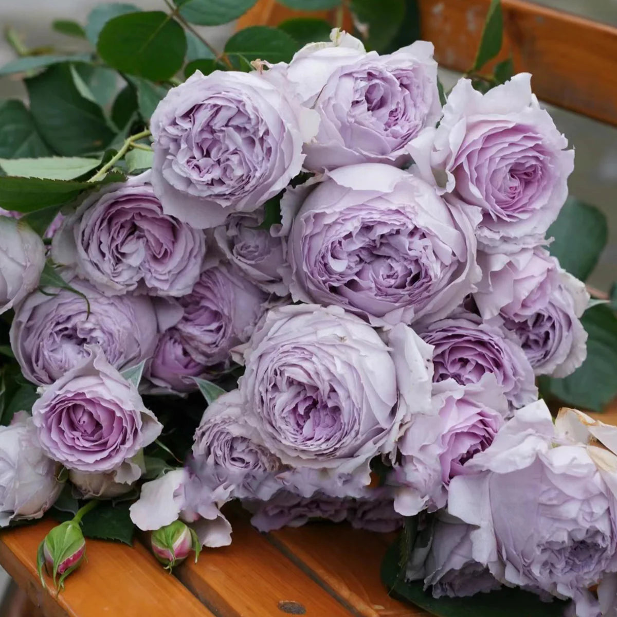 Lila Rose Blumensamen zur Aussaat lang Blüte Saison Traditionssorte & ohne Gentechnik Samen Hausgarten