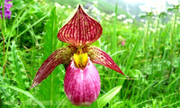 Slipper Orchidee Blumensamen zur Aussaat – ideal Rabatten – Traditionssorte & ohne Gentechnik Samen Hausgarten