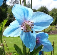 Meconopsis Betonicifolia Blumensamen zur Aussaat Bestäuber freundlich Traditionssorte & ohne Gentechnik Samen Hausgarten