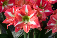 Weiß Rot Hippeastrum Blumensamen zur Aussaat leuchtend Blüten Traditionssorte & ohne Gentechnik Samen Hausgarten