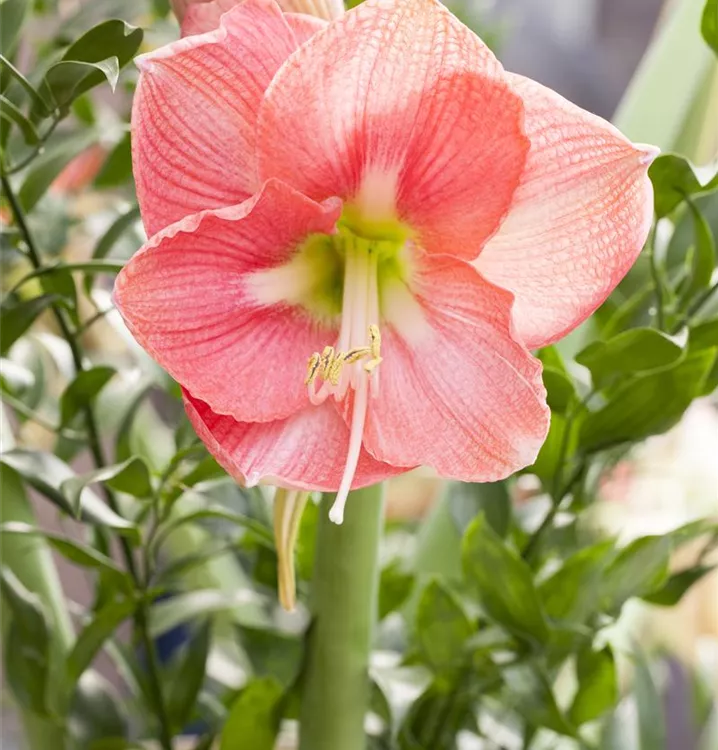 Rosa Ritterstern Zwiebeln Blumensamen – ideal zur Aussaat Garten