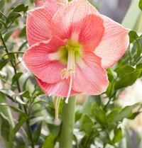 Rosa Ritterstern Zwiebeln Blumensamen – ideal zur Aussaat Garten