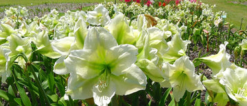 Weiß Grün Ritterstern Blumensamen zur Aussaat leuchtend Blüten Traditionssorte & ohne Gentechnik Samen Hausgarten