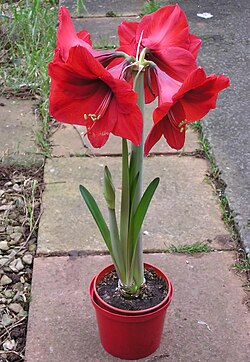 Kastanienrot Hippeastrum Rutilum Blumensamen zur Aussaat – Garten beliebt – Traditionssorte & ohne Gentechnik Samen Hausgarten