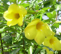 Allamanda Blumensamen zur Aussaat Garten beliebt Traditionssorte & ohne Gentechnik Samen Hausgarten