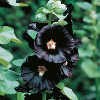 Schwarz hollyhock flowering samen for gardens
