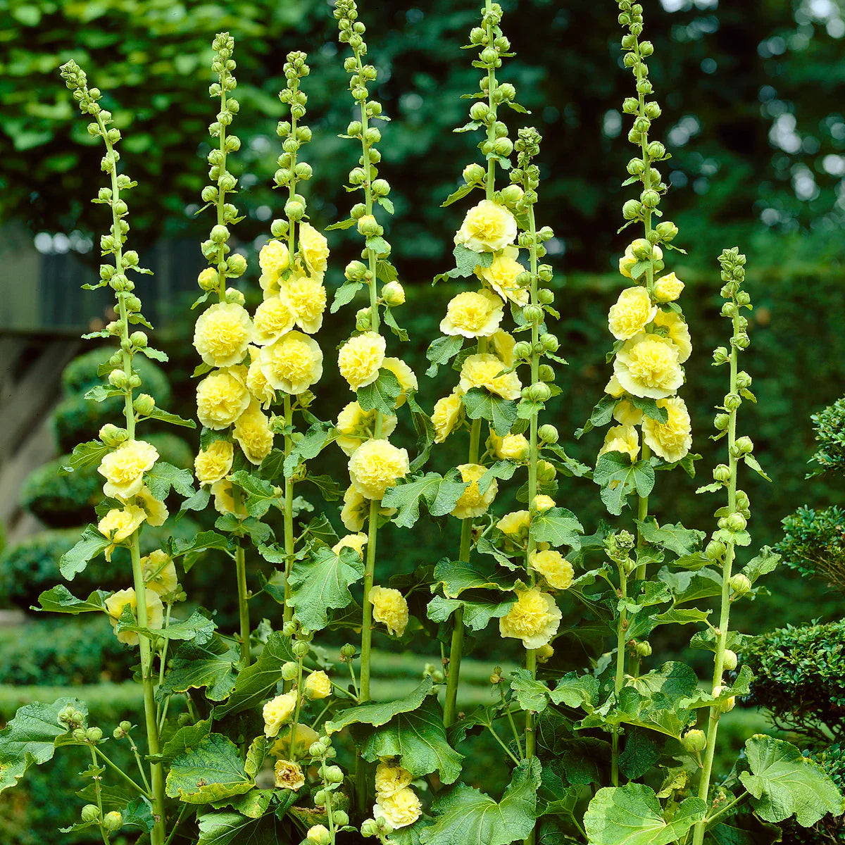 Non gmo gelb hollyhock samen for gardening