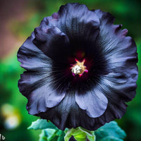 Schwarz hollyhock samen for anpflanzung