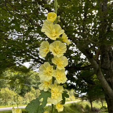 Gelb hollyhock samen for anpflanzung