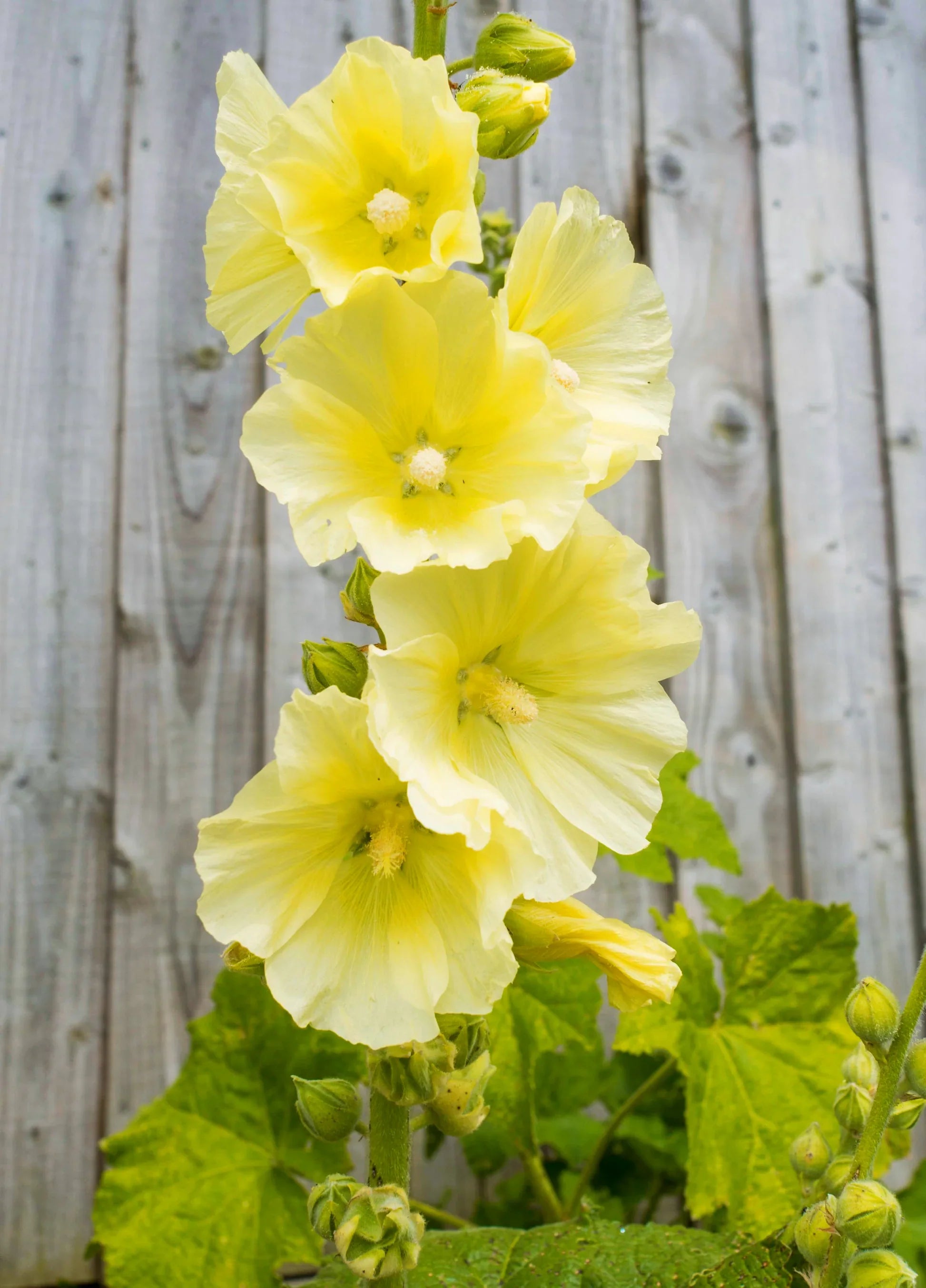 Gelb hollyhock bloom samen for home gardens