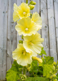 Gelb hollyhock bloom samen for home gardens