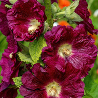Lila Stockrose Blumensamen zur Aussaat – sonnenliebend – Traditionssorte & ohne Gentechnik Samen Hausgarten