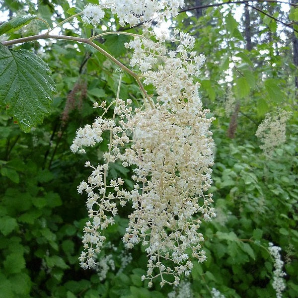 Holodiscus Discolor Blumensamen zur Aussaat Halbschatten verträglich Traditionssorte & ohne Gentechnik Samen Hausgarten