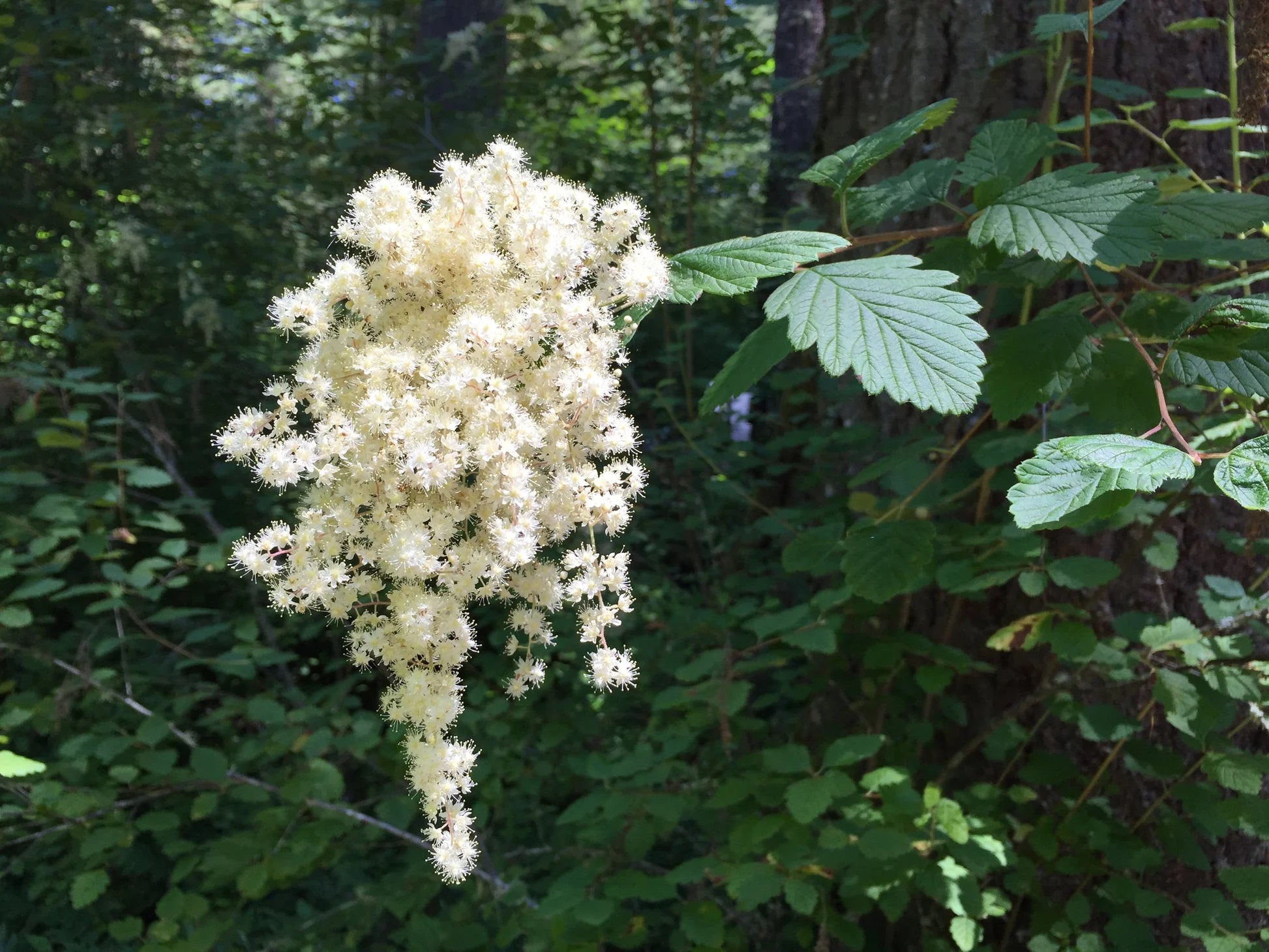 Holodiscus Discolor Blumensamen zur Aussaat Halbschatten verträglich Traditionssorte & ohne Gentechnik Samen Hausgarten