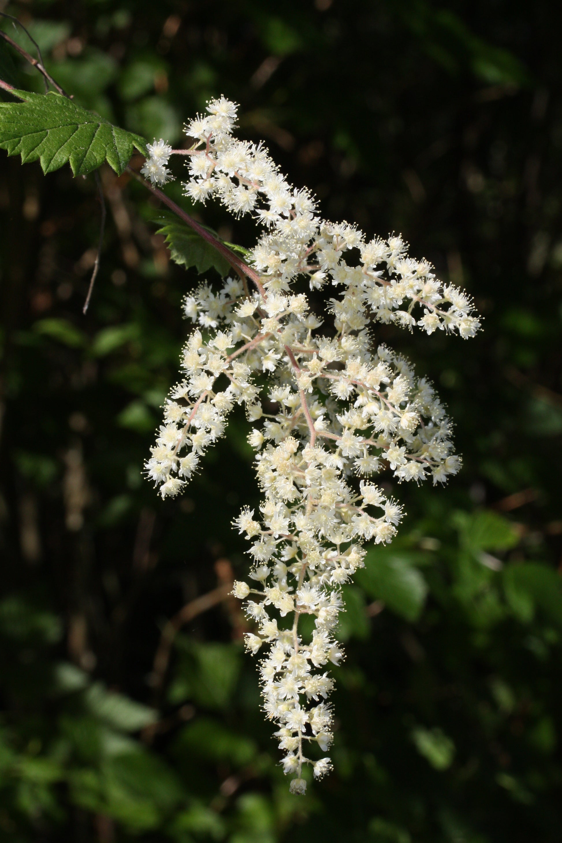 Holodiscus Discolor Blumensamen zur Aussaat Halbschatten verträglich Traditionssorte & ohne Gentechnik Samen Hausgarten