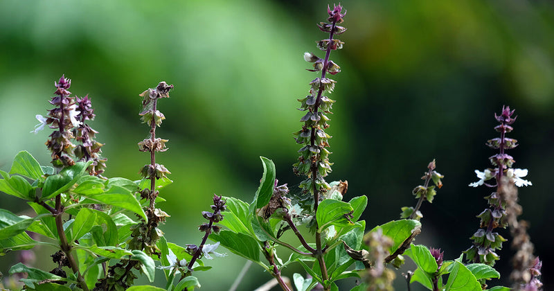 Basil scented blume samen for anpflanzung - drought tolerant, heirloom & gmo free samen for home garten
sale for anpflanzung in home garten.