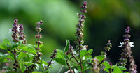 Basil scented blume samen for anpflanzung - drought tolerant, heirloom & gmo free samen for home garten
 
 sale for anpflanzung in home garten.