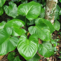 Grün Homalomena Blumensamen zur Aussaat – Garten beliebt – Traditionssorte & ohne Gentechnik Samen Hausgarten