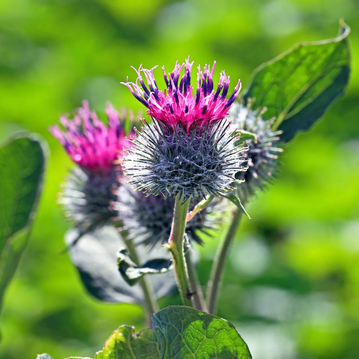 Arctium Lappa Blumensamen zur Aussaat robust Sorte Traditionssorte & ohne Gentechnik Samen Hausgarten