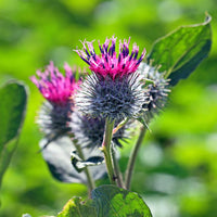 Arctium Lappa Blumensamen zur Aussaat robust Sorte Traditionssorte & ohne Gentechnik Samen Hausgarten