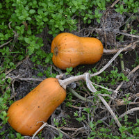 Orange Honeynut Samen zum Pflanzen
