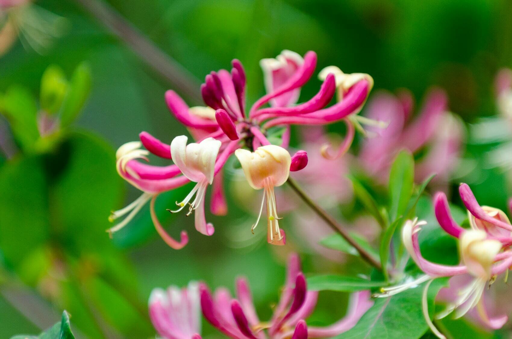 Honeysuckle Blumensamen zur Aussaat hochwertige Qualitäts- Traditionssorte & ohne Gentechnik Samen Hausgarten