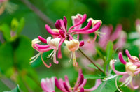 Honeysuckle Blumensamen zur Aussaat hochwertige Qualitäts- Traditionssorte & ohne Gentechnik Samen Hausgarten