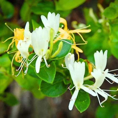 Honeysuckle Lonicera Samen zur Aussaat – leuchtend blühend Pflanze