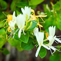 Honeysuckle Lonicera Samen zur Aussaat – leuchtend blühend Pflanze