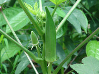Rot Green Okra Planting Samen for Gemüses