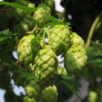 Grün hop flowering samen for gardens