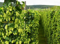Non gmo grün hop samen
