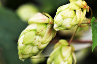 dunkel Grün Humulus Lupulus Blumensamen zur Aussaat – Wildblume Mischung – Traditionssorte & ohne Gentechnik Samen Hausgarten