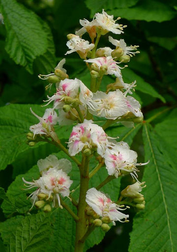 Horse Chestnut Blumensamen zur Aussaat kompakt Wuchs Traditionssorte & ohne Gentechnik Samen Hausgarten
