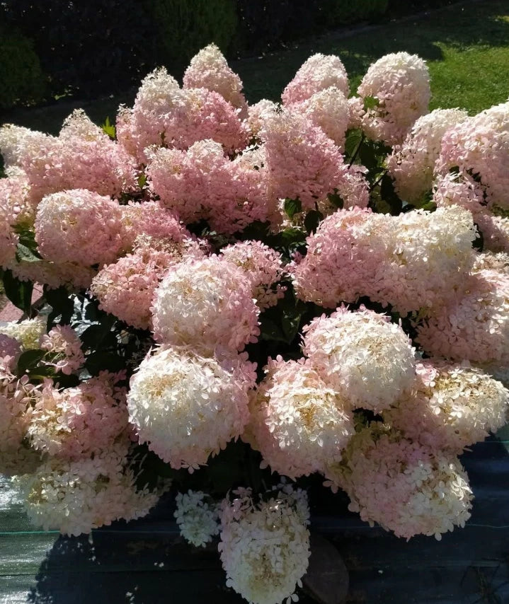 Weiß Rosa Hortensie Blumensamen zur Aussaat pflegeleicht Traditionssorte & ohne Gentechnik Samen Hausgarten