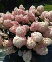 Weiß Rosa Hortensie Blumensamen zur Aussaat pflegeleicht Traditionssorte & ohne Gentechnik Samen Hausgarten