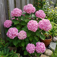 Hortensien Samen Mischung fuer Garten