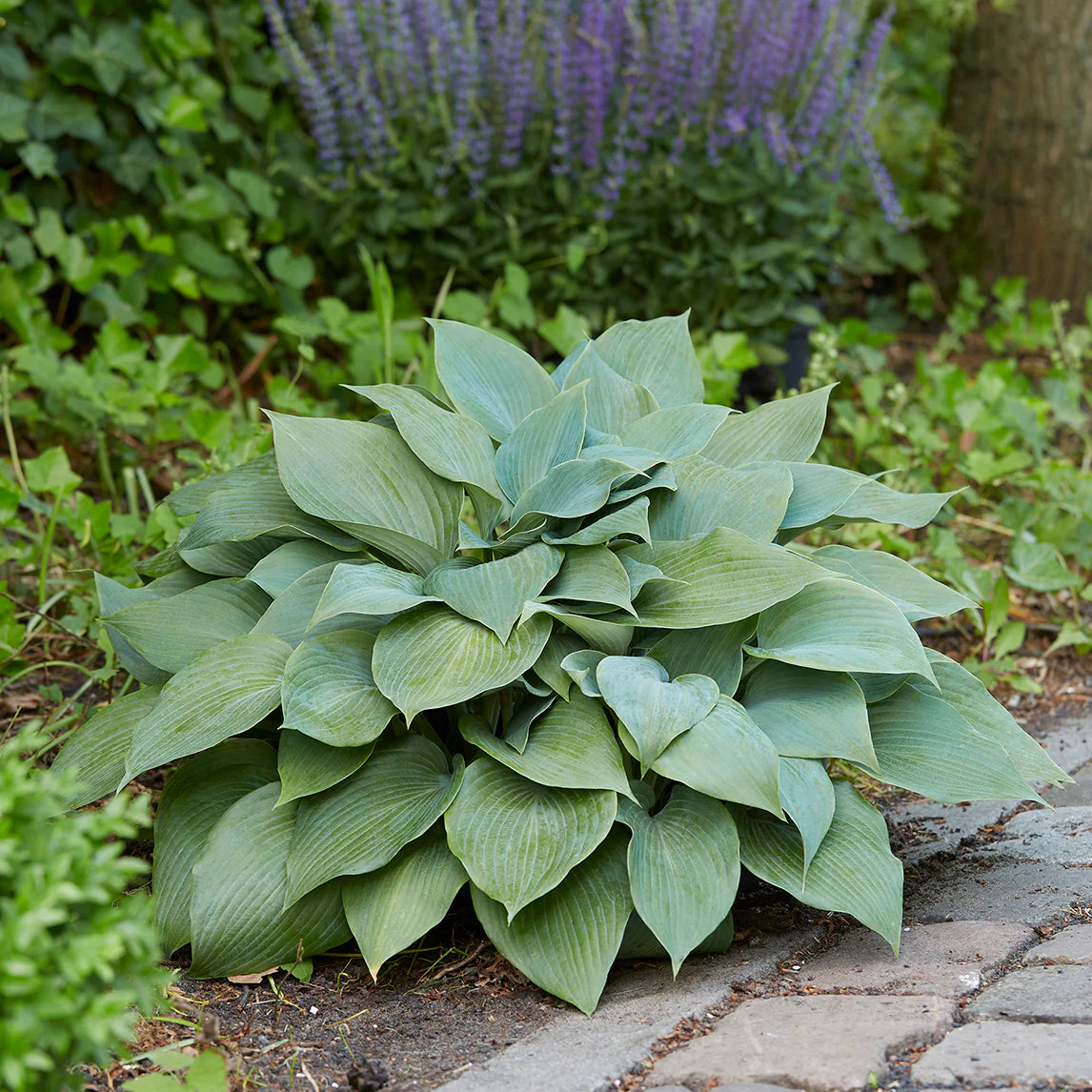 Hosta Blumensamen zur Aussaat leuchtend Traditionssorte & ohne Gentechnik Samen Hausgarten