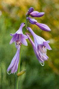 Hosta Blumensamen zur Aussaat sonnenliebend Traditionssorte & ohne Gentechnik Samen Hausgarten