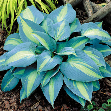 Hosta perennial blume samen for anpflanzung premium quality heirloom & gmo free samen for home garten 
 
 sale for anpflanzung in home garten