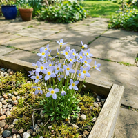 Houstonia caerulea Samen fuer Steingarten