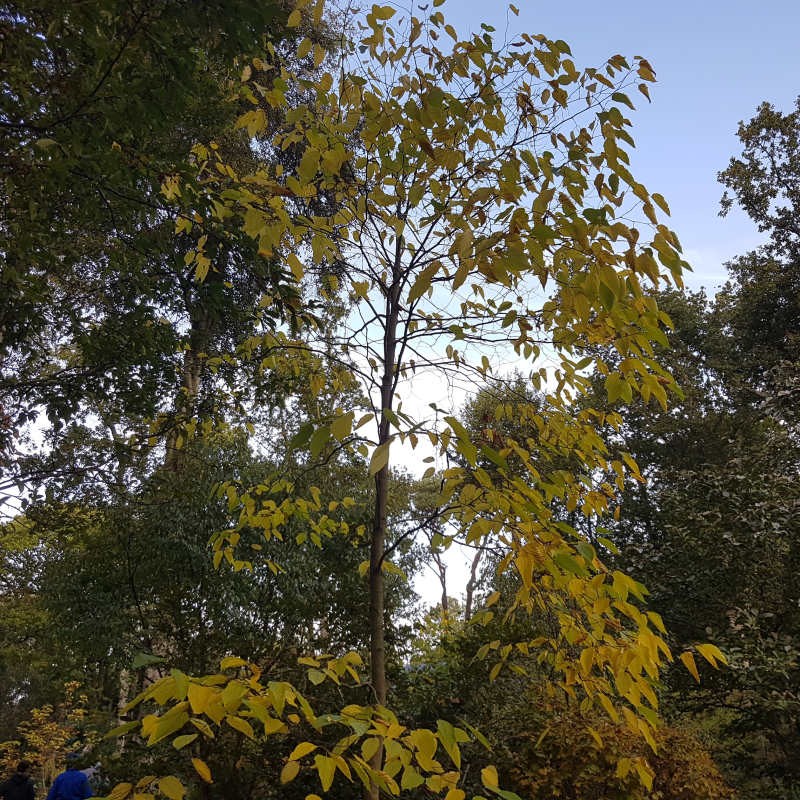 Hovenia dulcis Baum, Samen für einfaches Anpflanzen