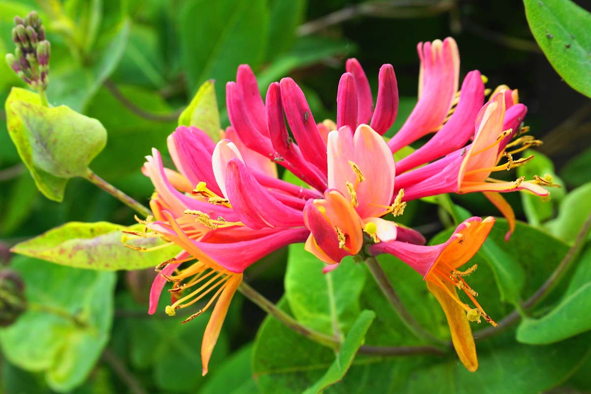 Rot Cape Honeysuckle Blumensamen zur Aussaat – Schnitt Blume beliebt – Traditionssorte & ohne Gentechnik Samen Hausgarten