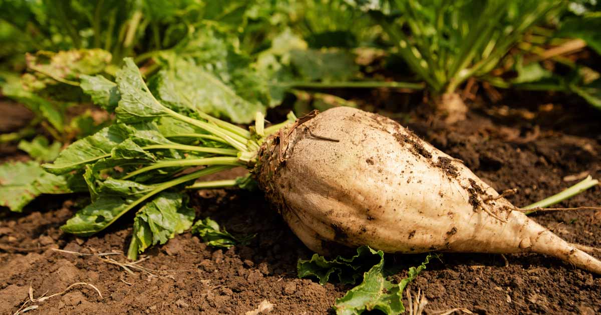 Cream Sugar Beet Samen for Home Garden Planting