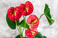 Anthurium indoor anpflanzung samen - grow exotic blooms | blume for