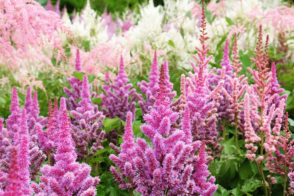 klein Rosa Prachtspiere Blumensamen – lang Blüte Saison Traditionssorte & ohne Gentechnik Samen Hausgarten