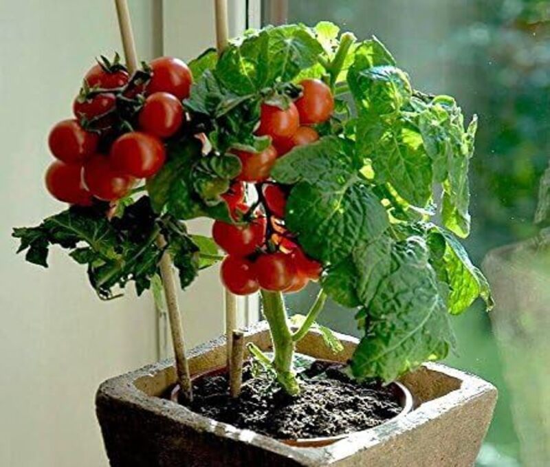 Rot Bonsai Tomate Planting Samen for Home Gardens