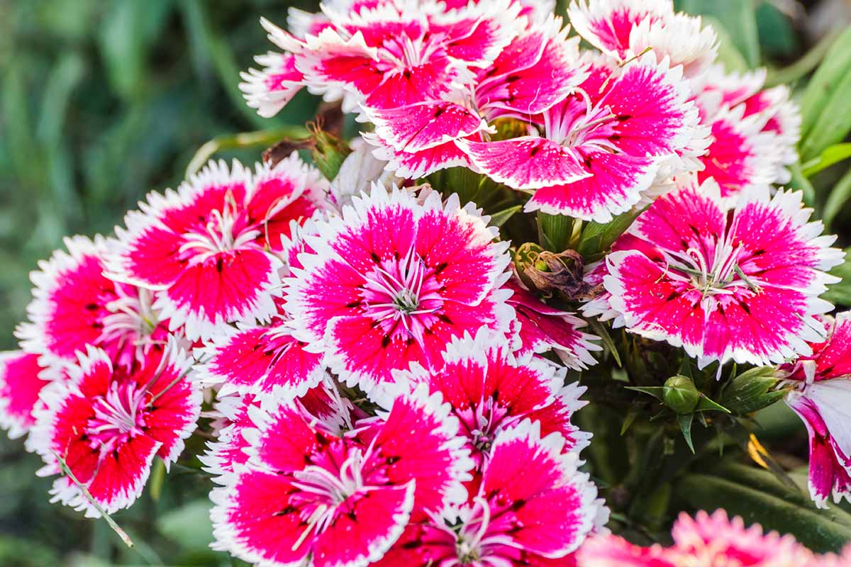 Rosa Weiß Nelke Barbatus Blumensamen zur Aussaat leuchtend Traditionssorte & ohne Gentechnik Samen Hausgarten