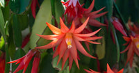 Christmas Cactus Blumensamen zur Aussaat – robust Sorte – Traditionssorte & ohne Gentechnik Samen Hausgarten